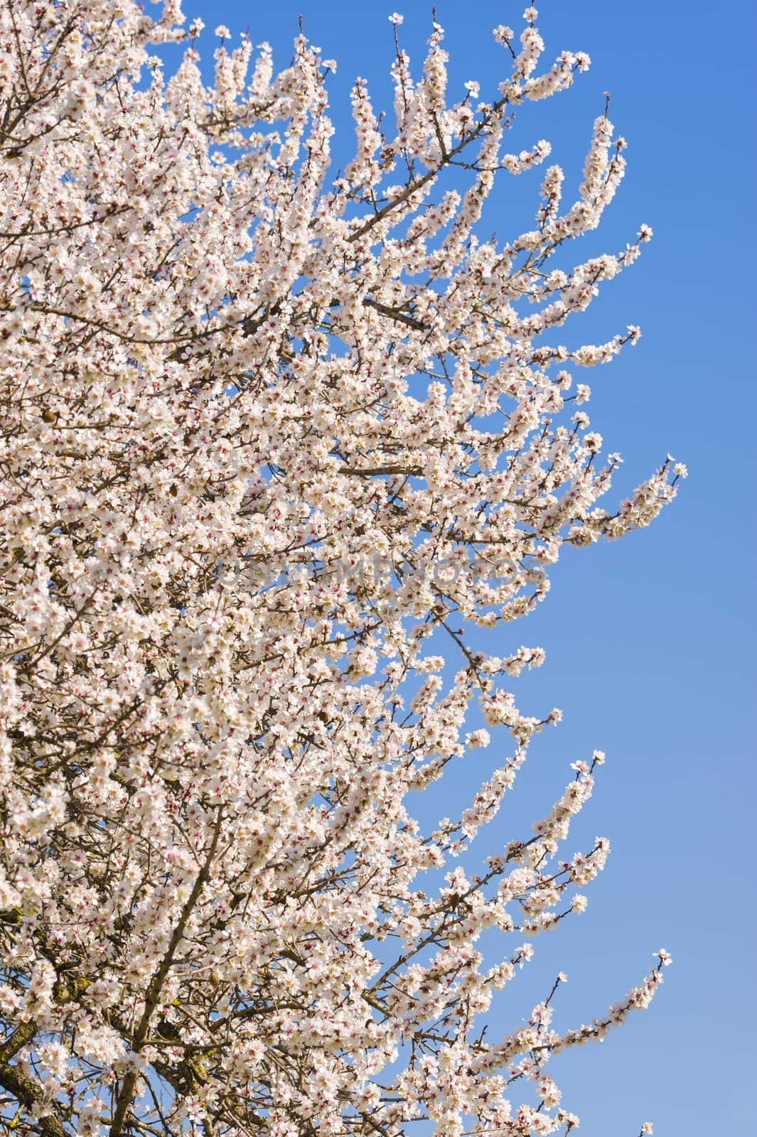 Japanese cherry tree flowers in full bloom in Spring