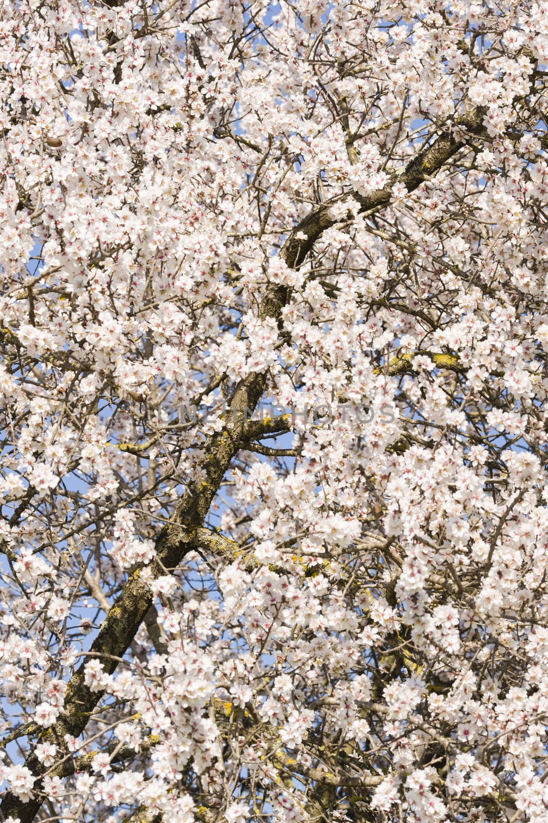 Japanese cherry tree flowers in full bloom in Spring
