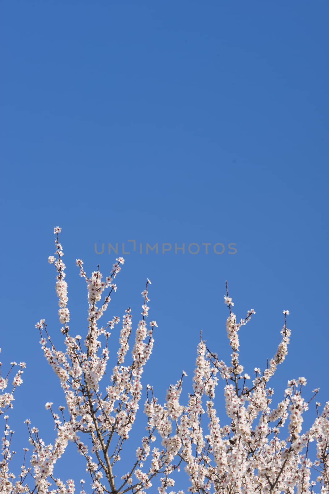 Japanese cherry tree flowers in full bloom in Spring