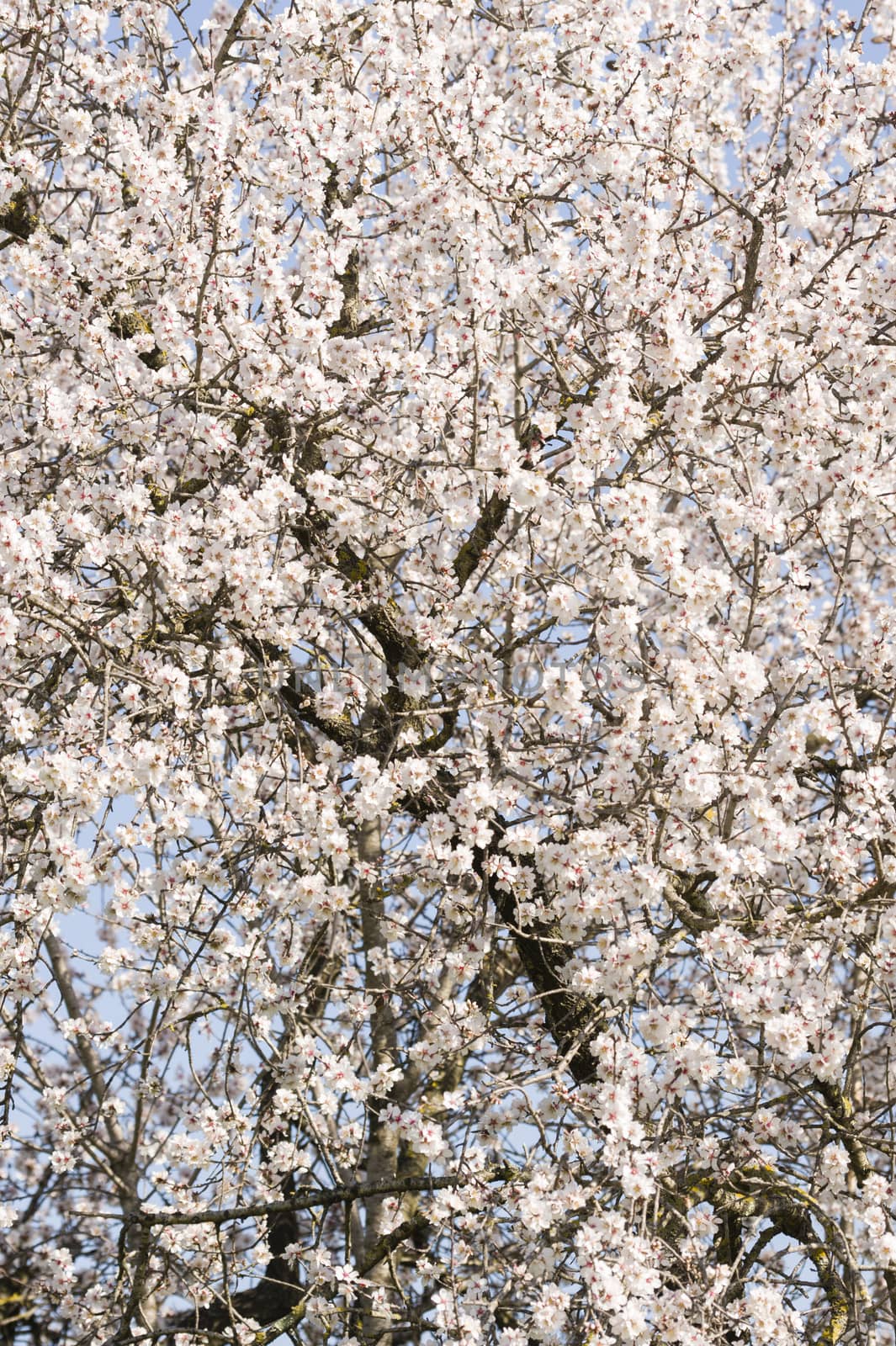 Japanese cherry tree flowers in full bloom in Spring