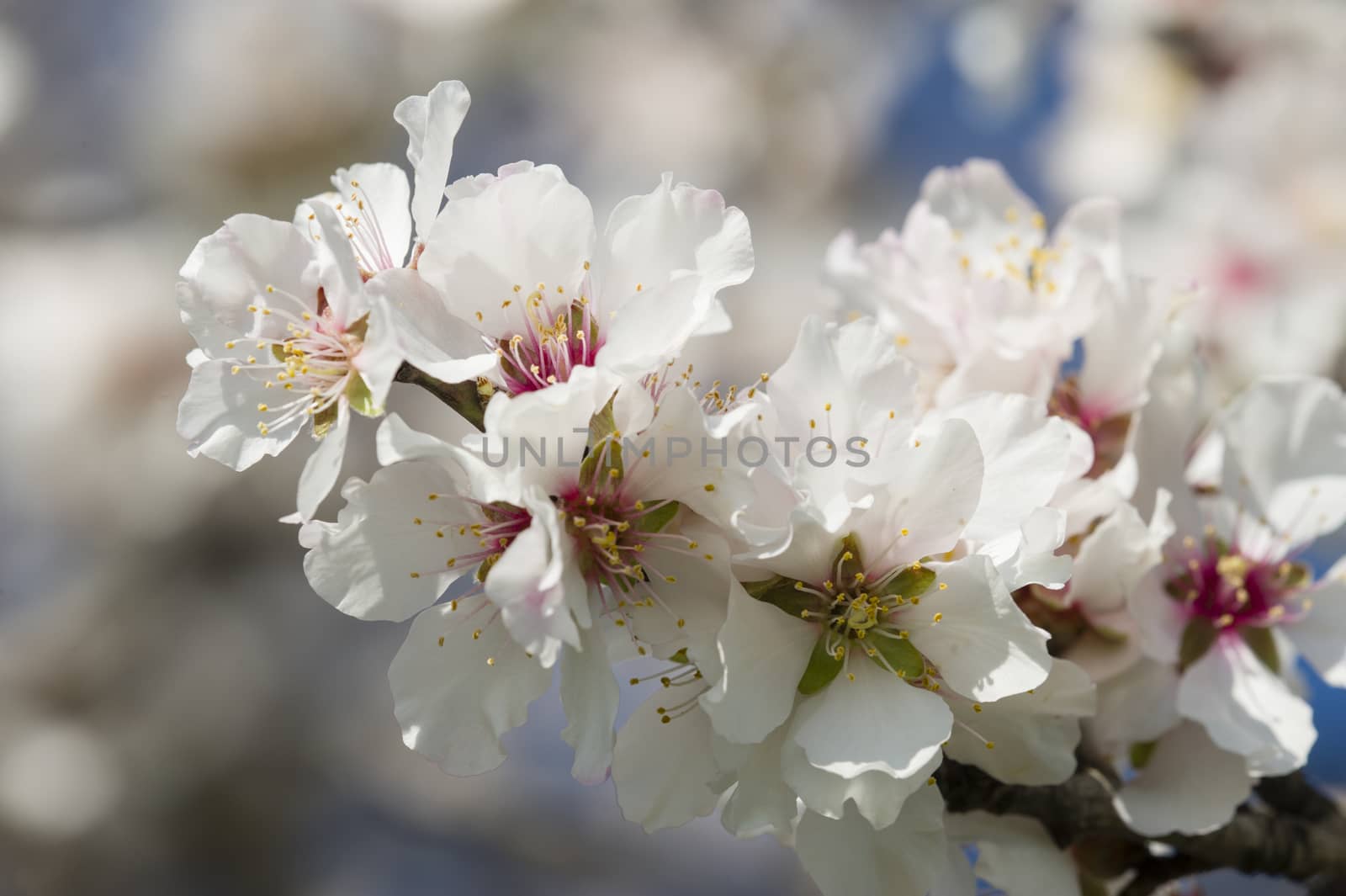 Japanese cherry tree flowers in full bloom in Spring