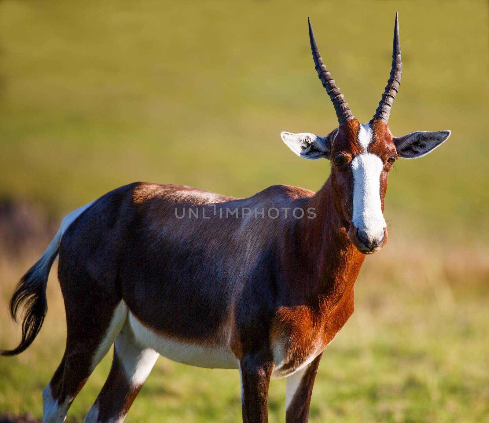 Bontebok antelope with white face and sharp pointed horns