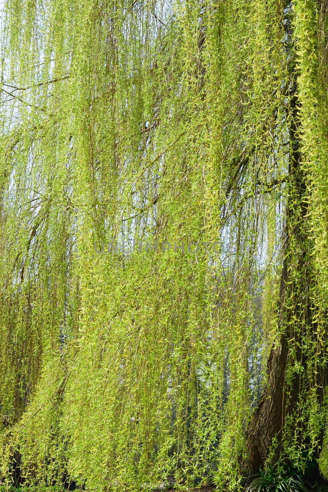 Willow tree by pauws99