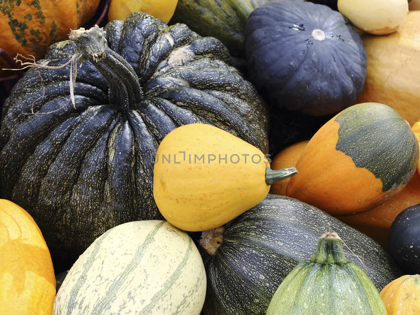 Varieties of pumpkins and squashes by openas