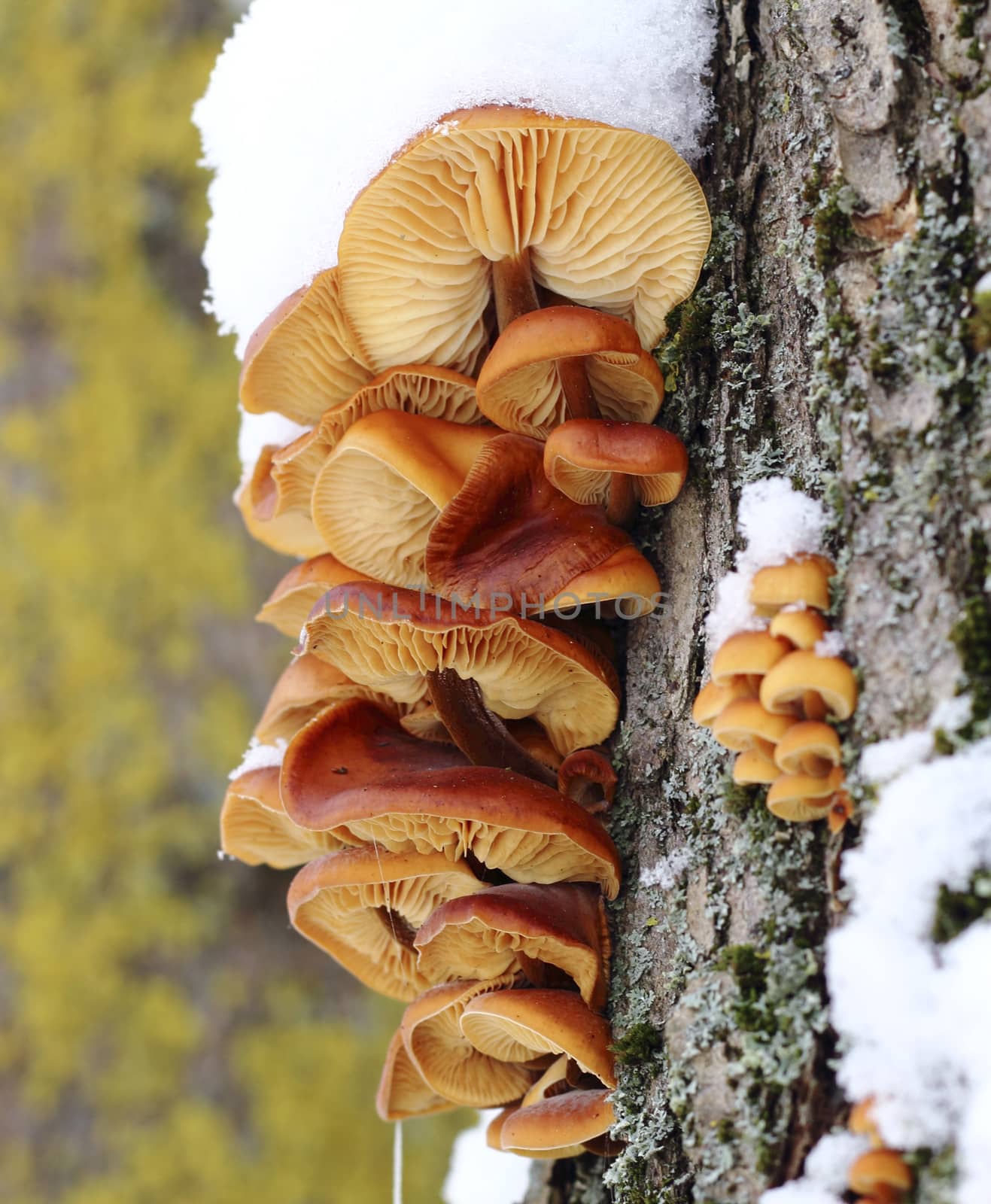 Tree mushrooms by openas