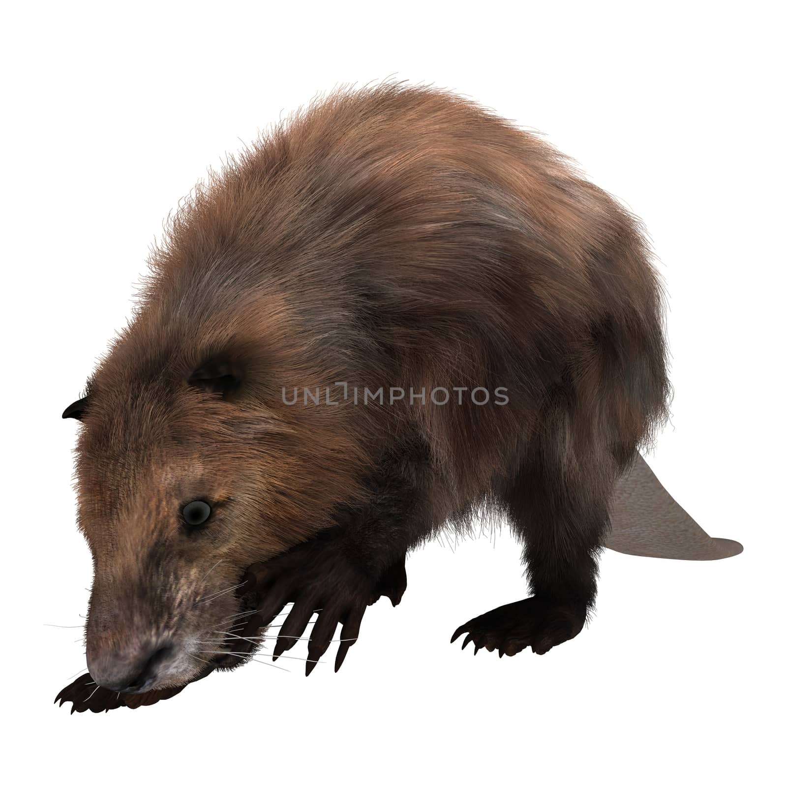 Beaver by Vac