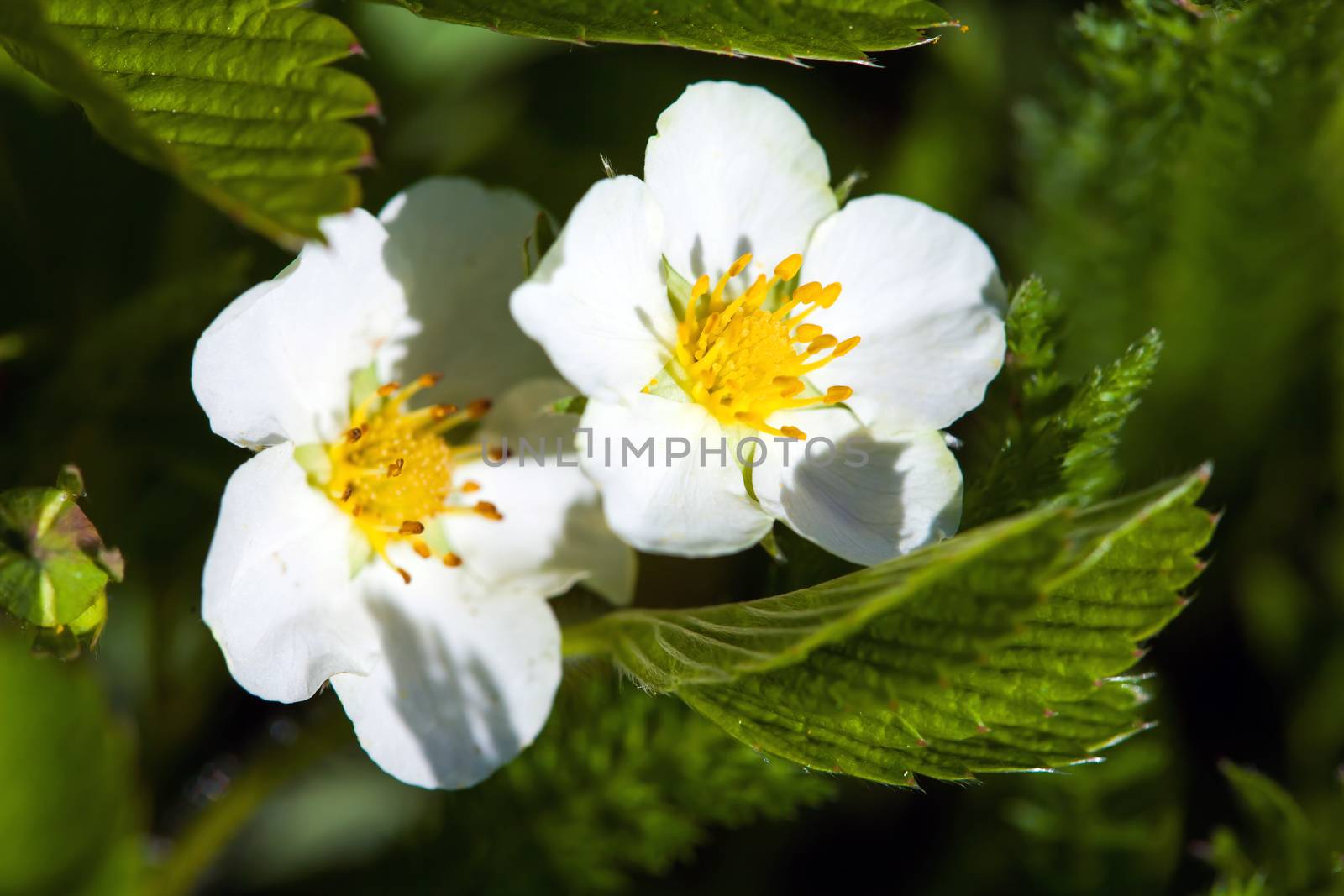 Blackberry bush flowers (Rubus fruticosa), buds and foliage