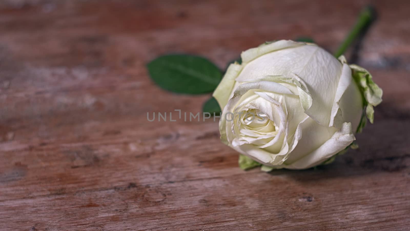 White Rose decaying by EnzoArt