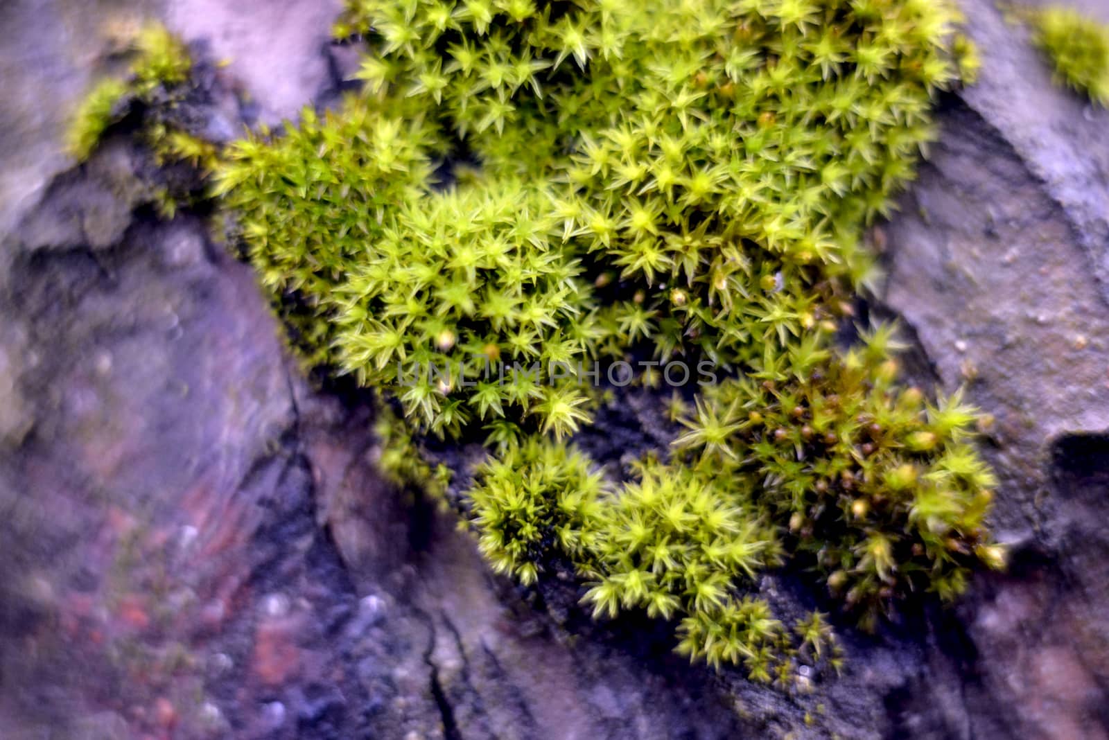 Macro picture of a moss