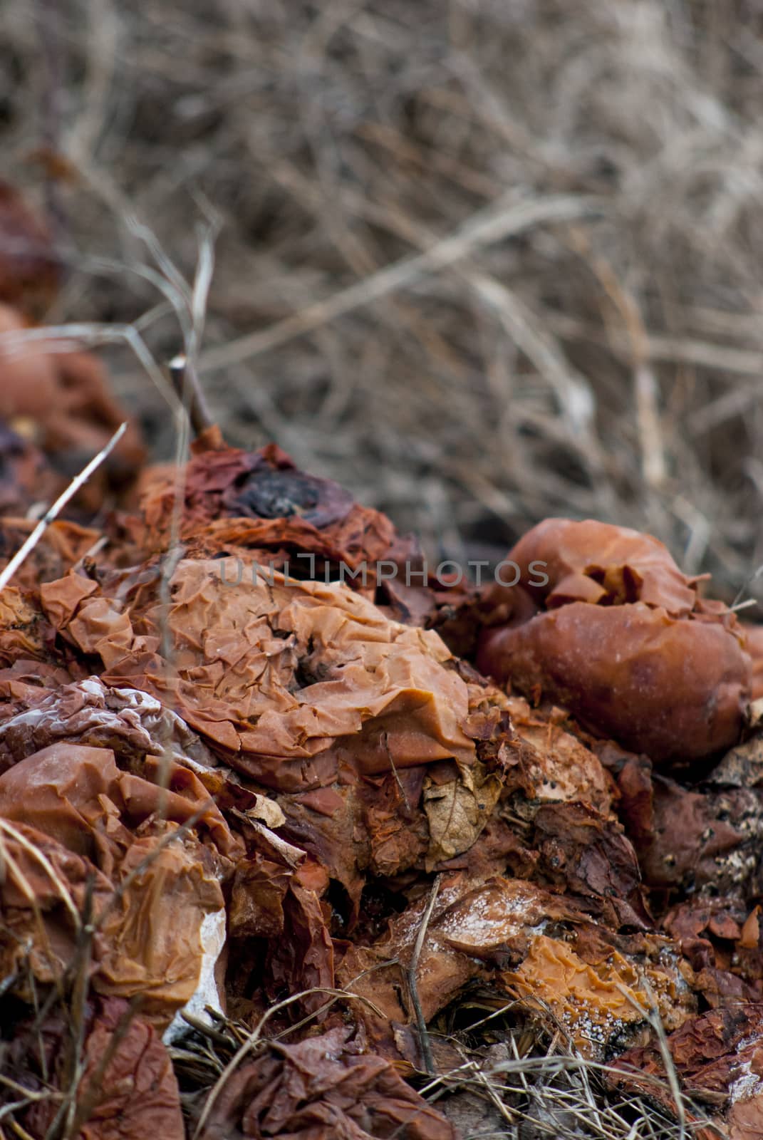 Organic pollution, picture of a rotten apples