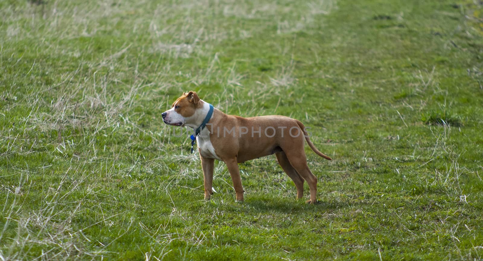 Amstaff dog posing on grass field