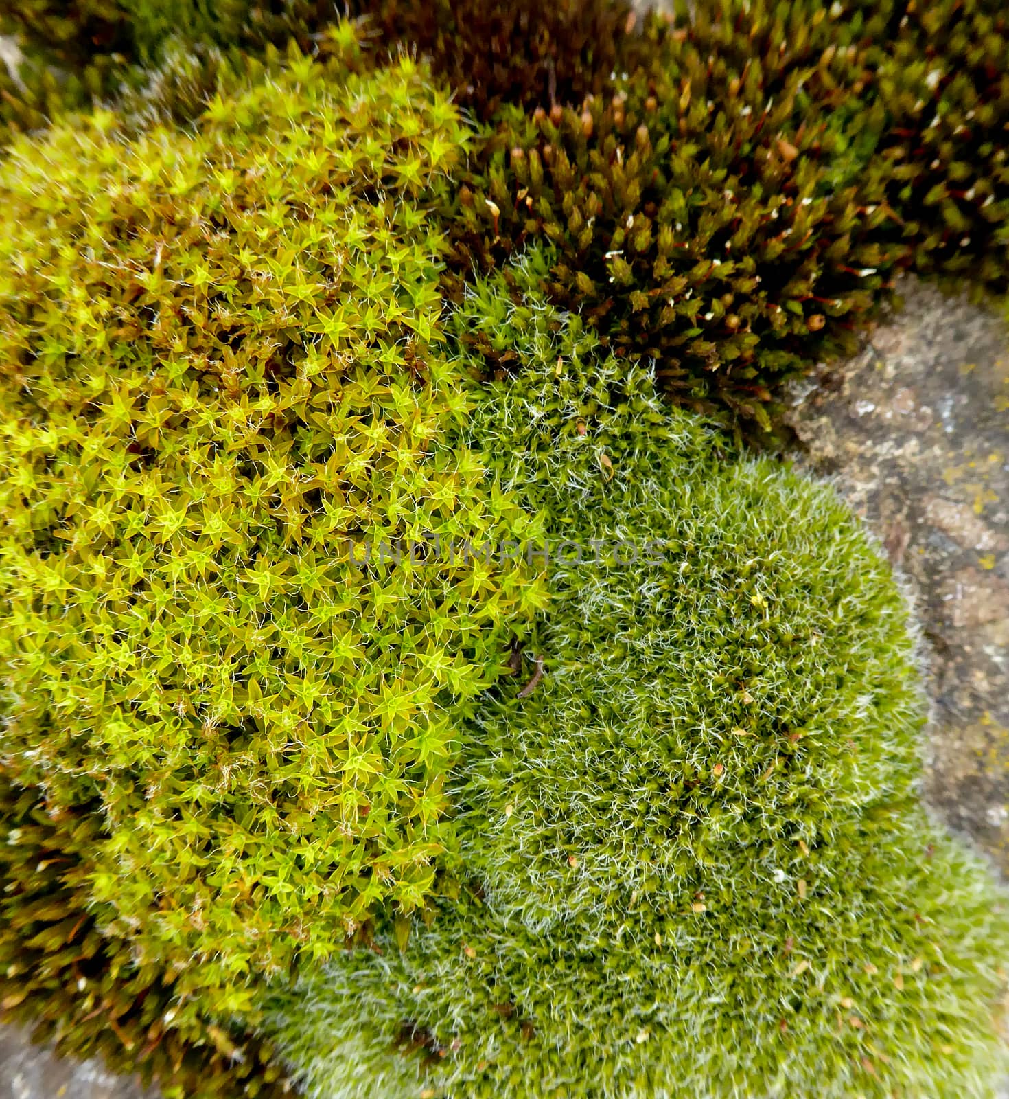 Macro picture of a moss