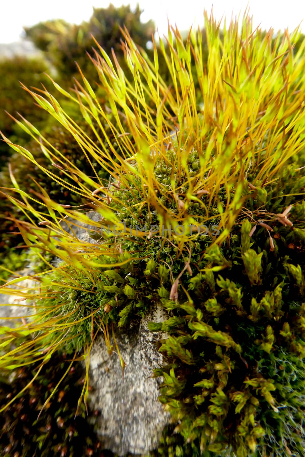Macro picture of a moss