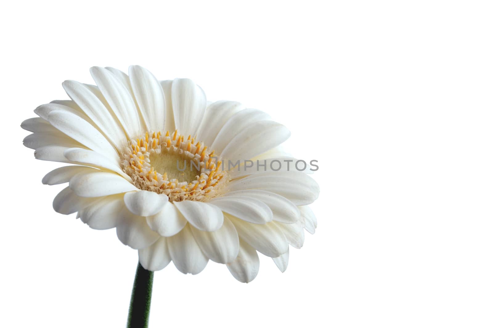 White daisy over a white background