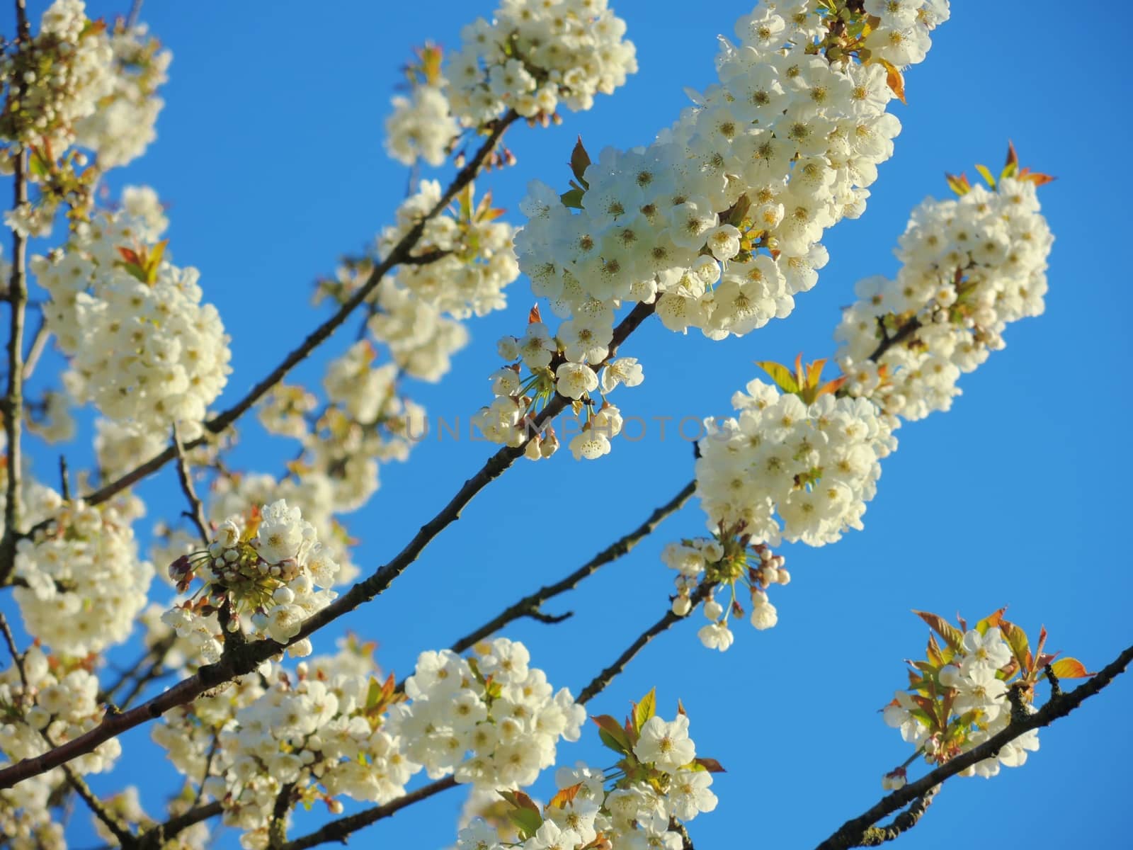 Beautiful Spring Blossom. by paulst