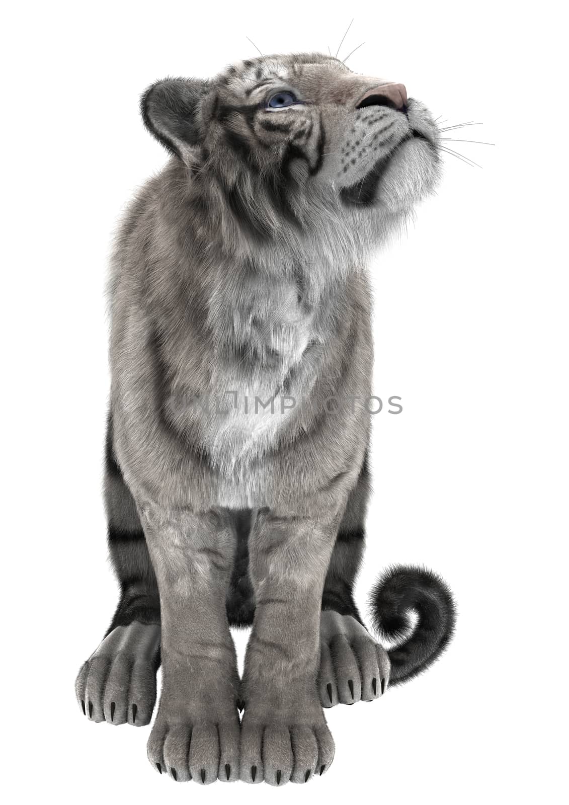 3D digital render of a white tiger isolated on white background