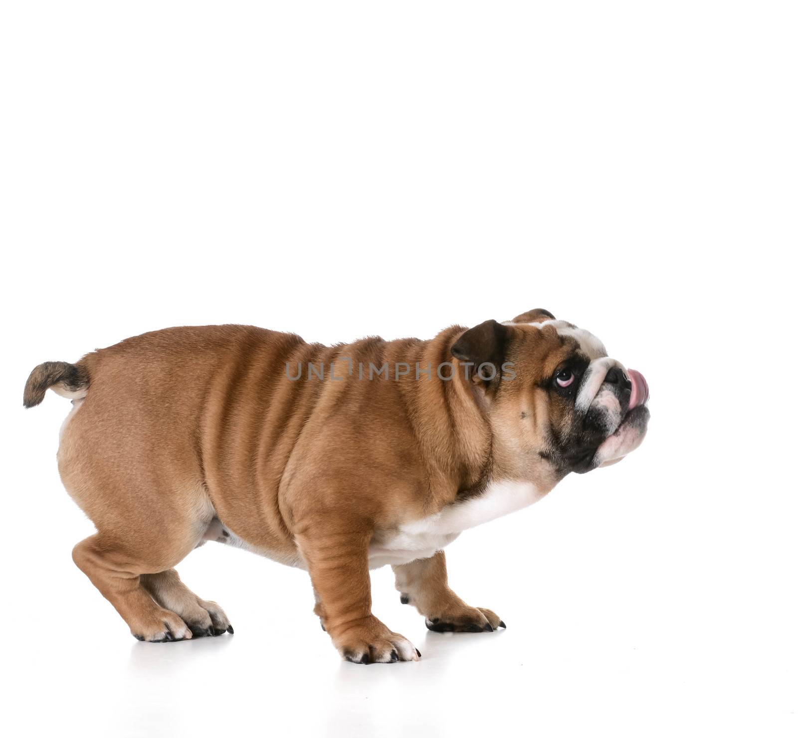 puppy playing - bulldog puppy with silly expression on white background