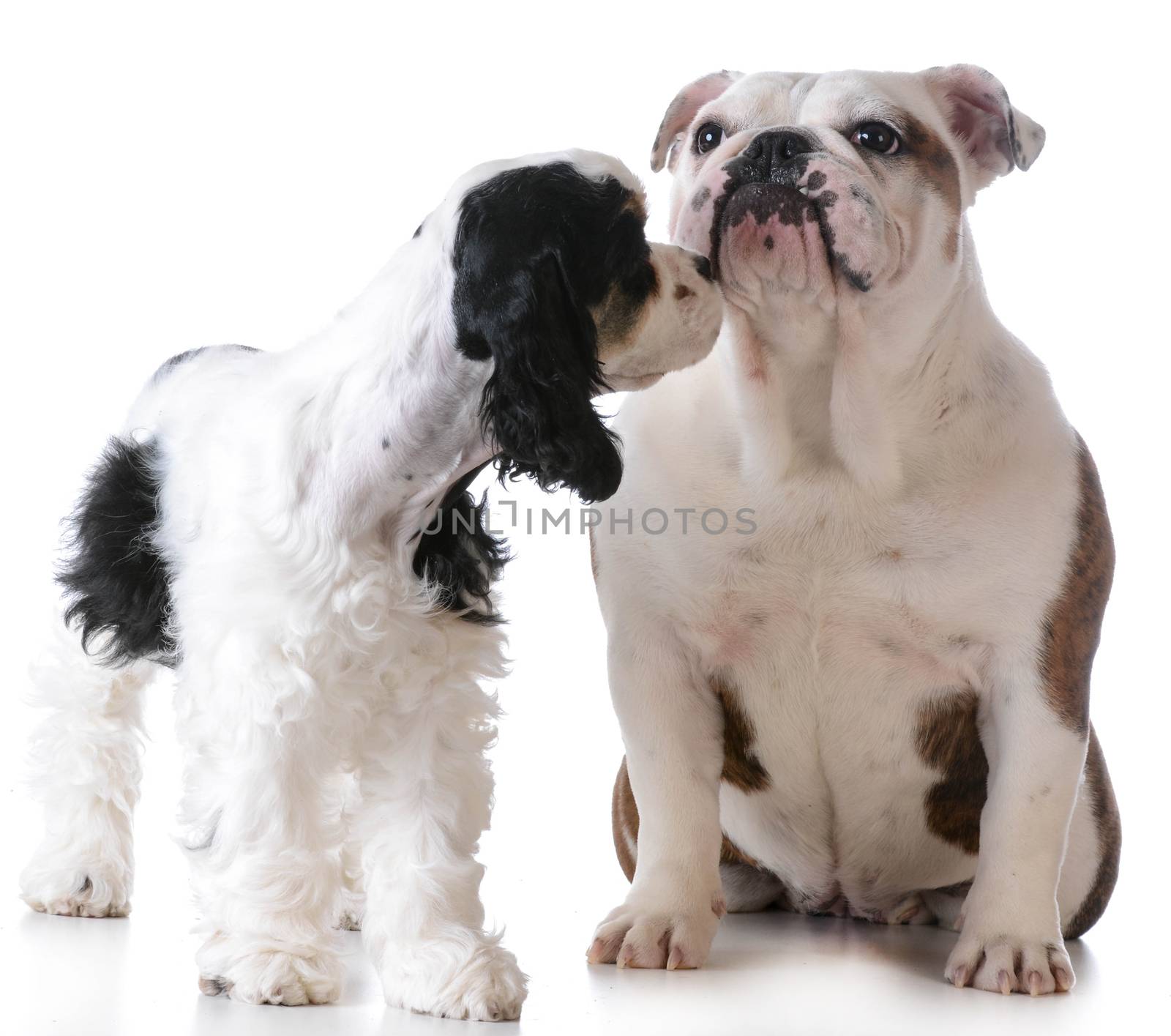 two puppies - american cocker spaniel and english bulldog puppies on white background