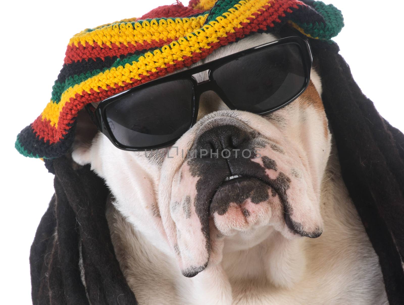 funny dog with dreadlock wig on white background