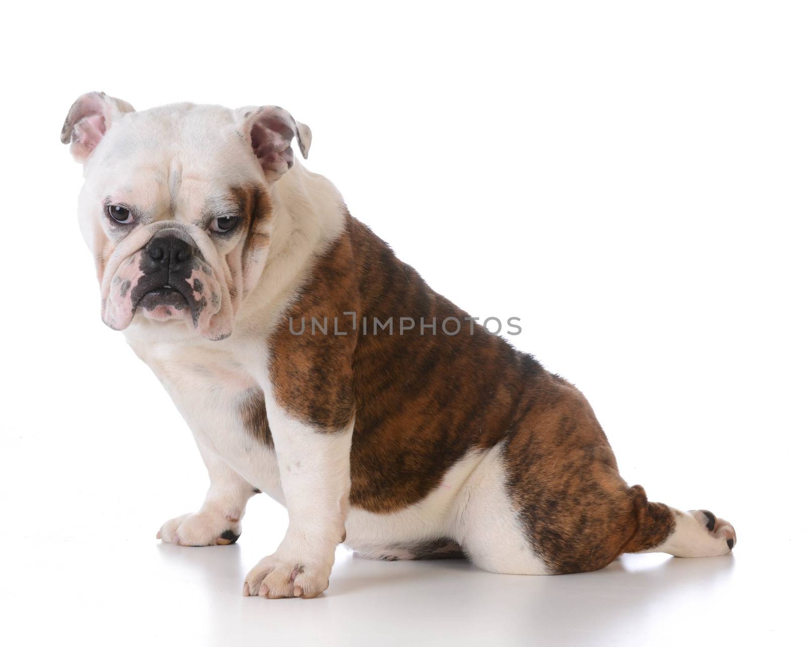cute bulldog puppy sitting with back leg stretched out behind on white background