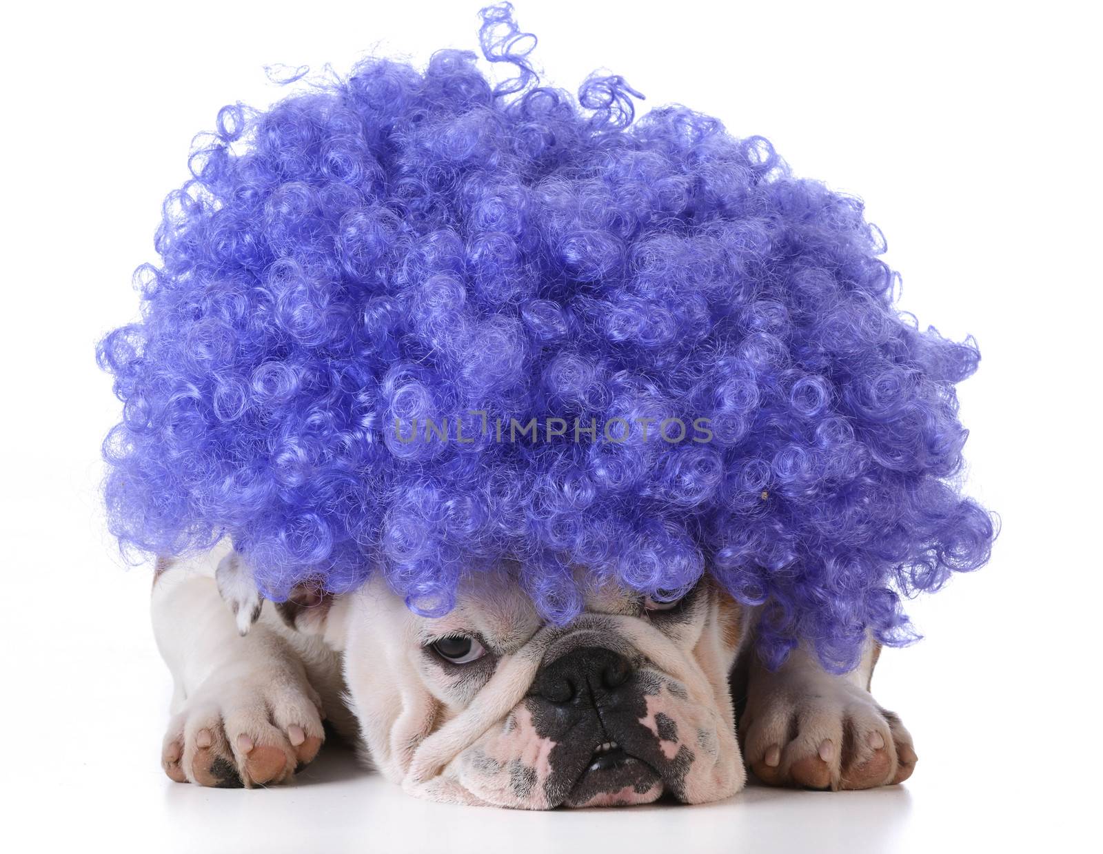 funny dog - bulldog wearing clown wig on white background
