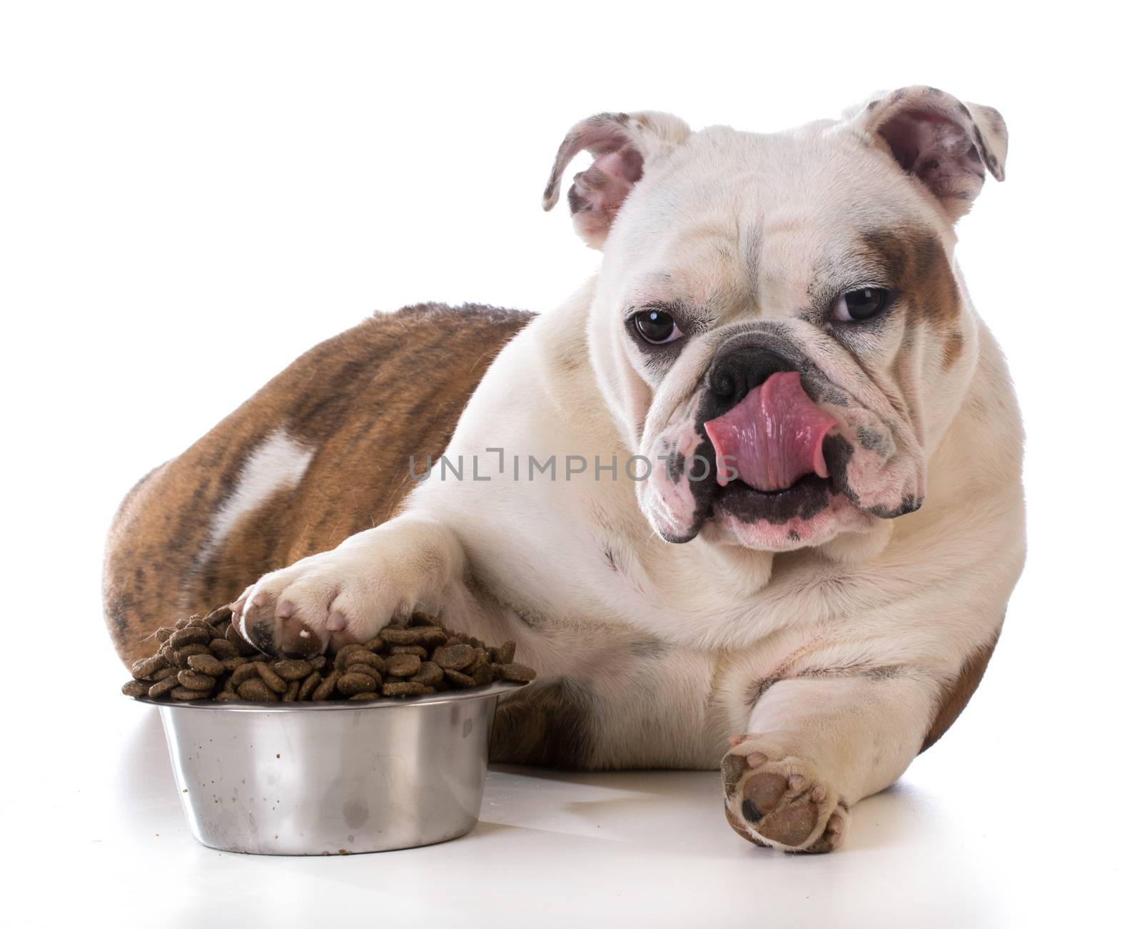 feeding your pet - bulldog puppy laying with pay in dog bowl
