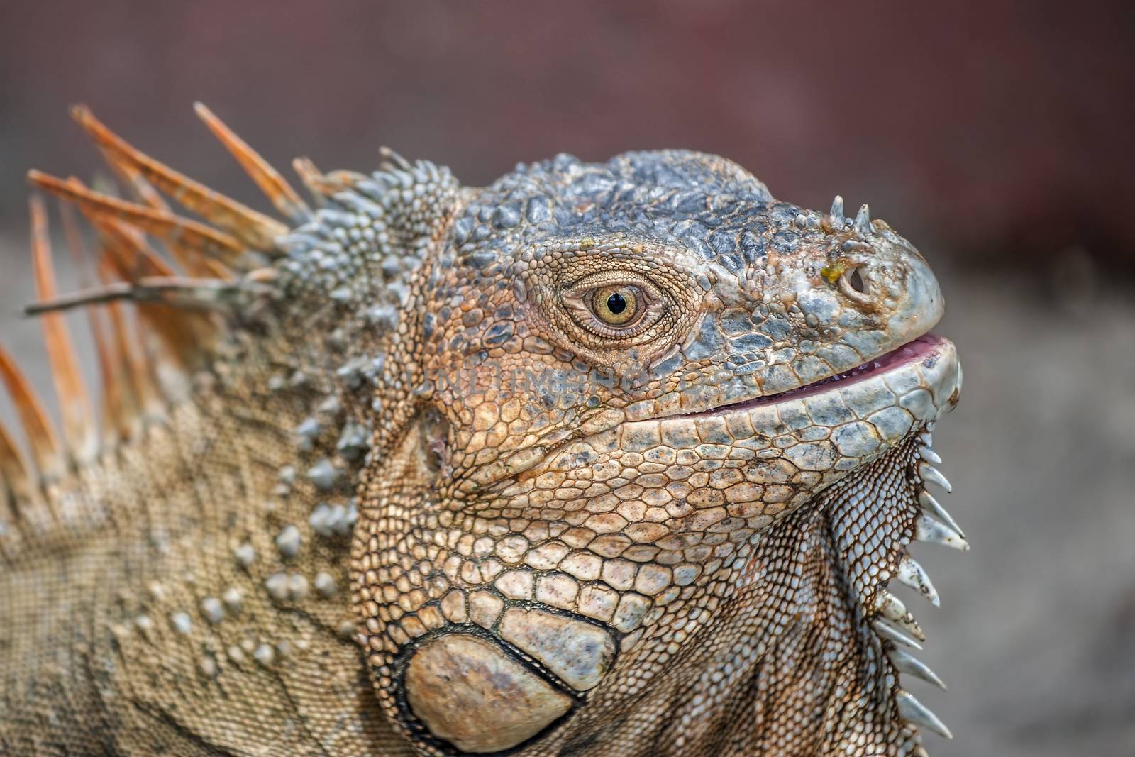 Closeup photograph of a green iguana taken in Costa Rica.