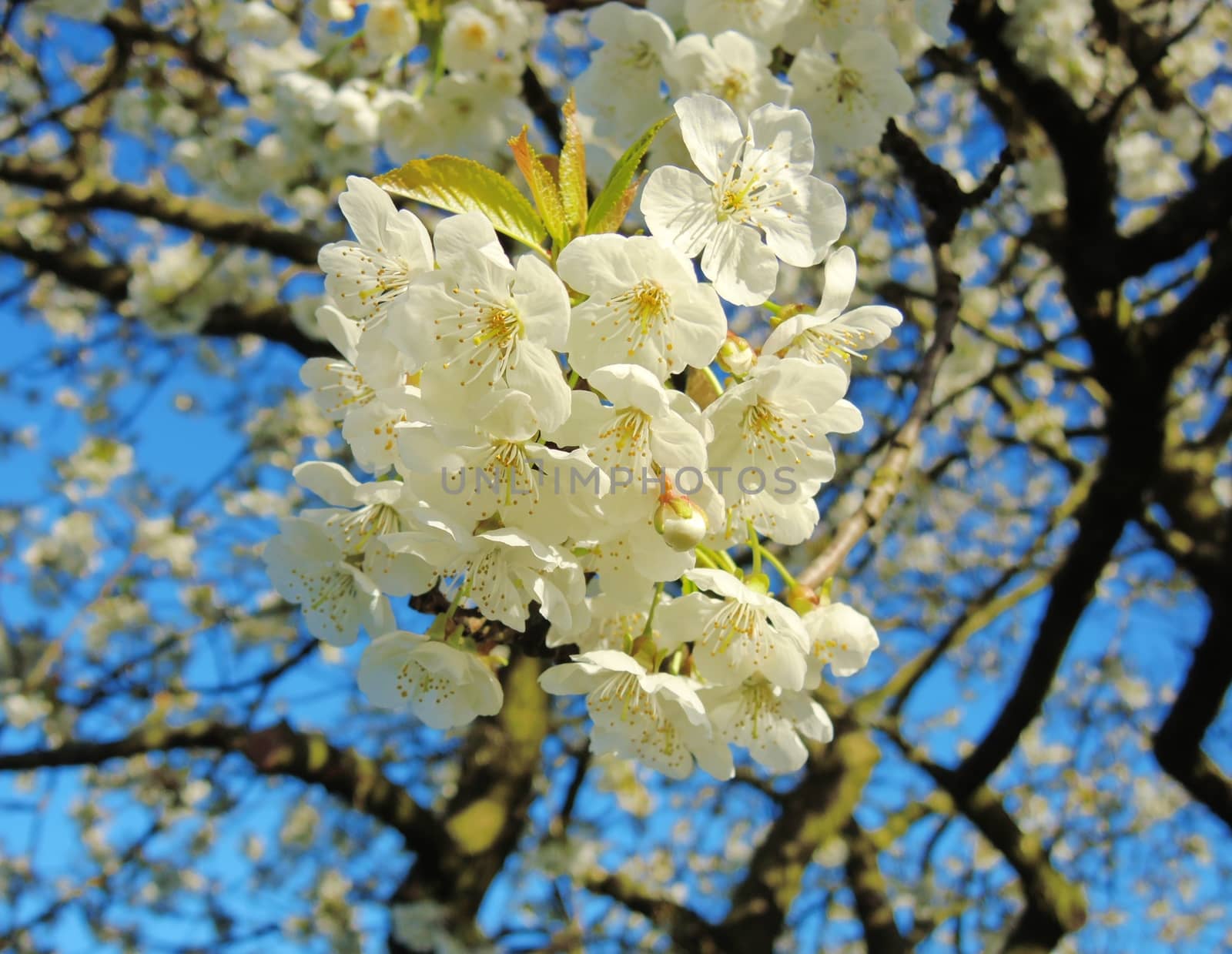 A close-up image of beautiful white blossom against a clear blue sky.