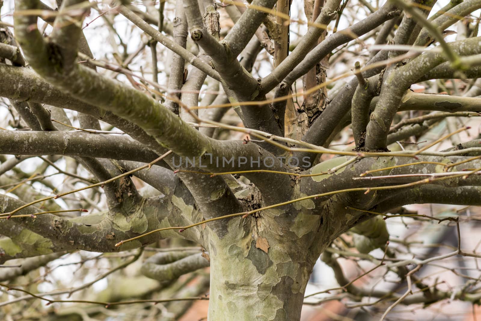 Platanus acerifolia, Platane, plane tree