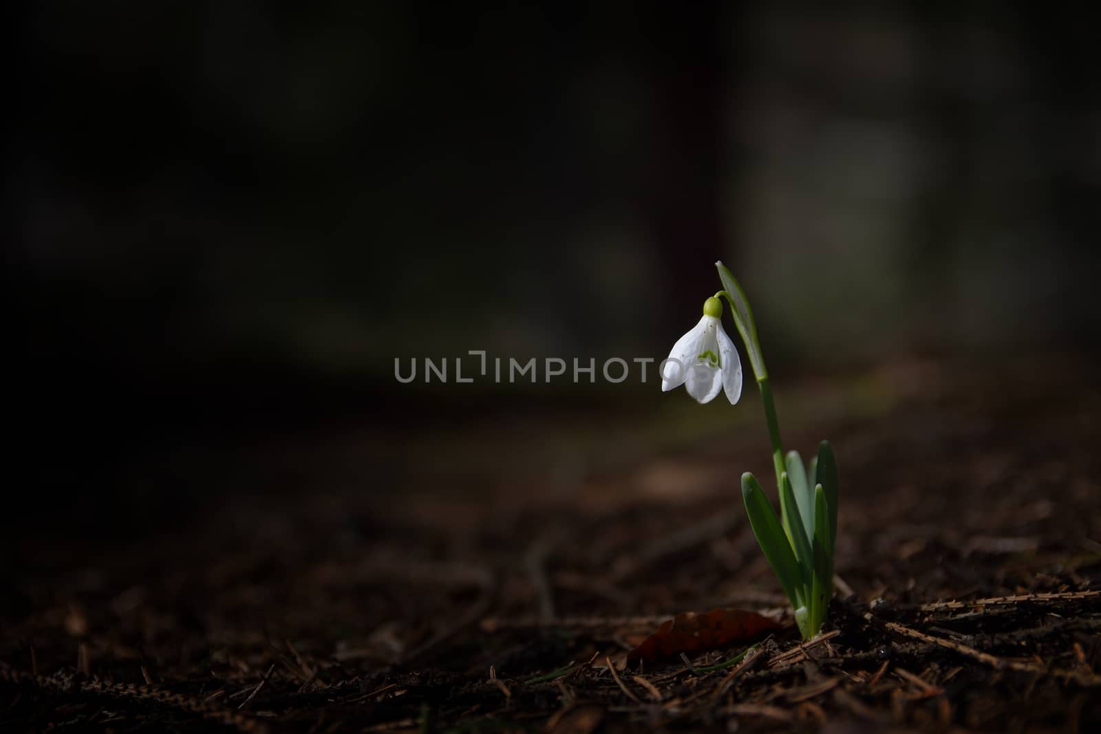 Single Snowdrop in the wood