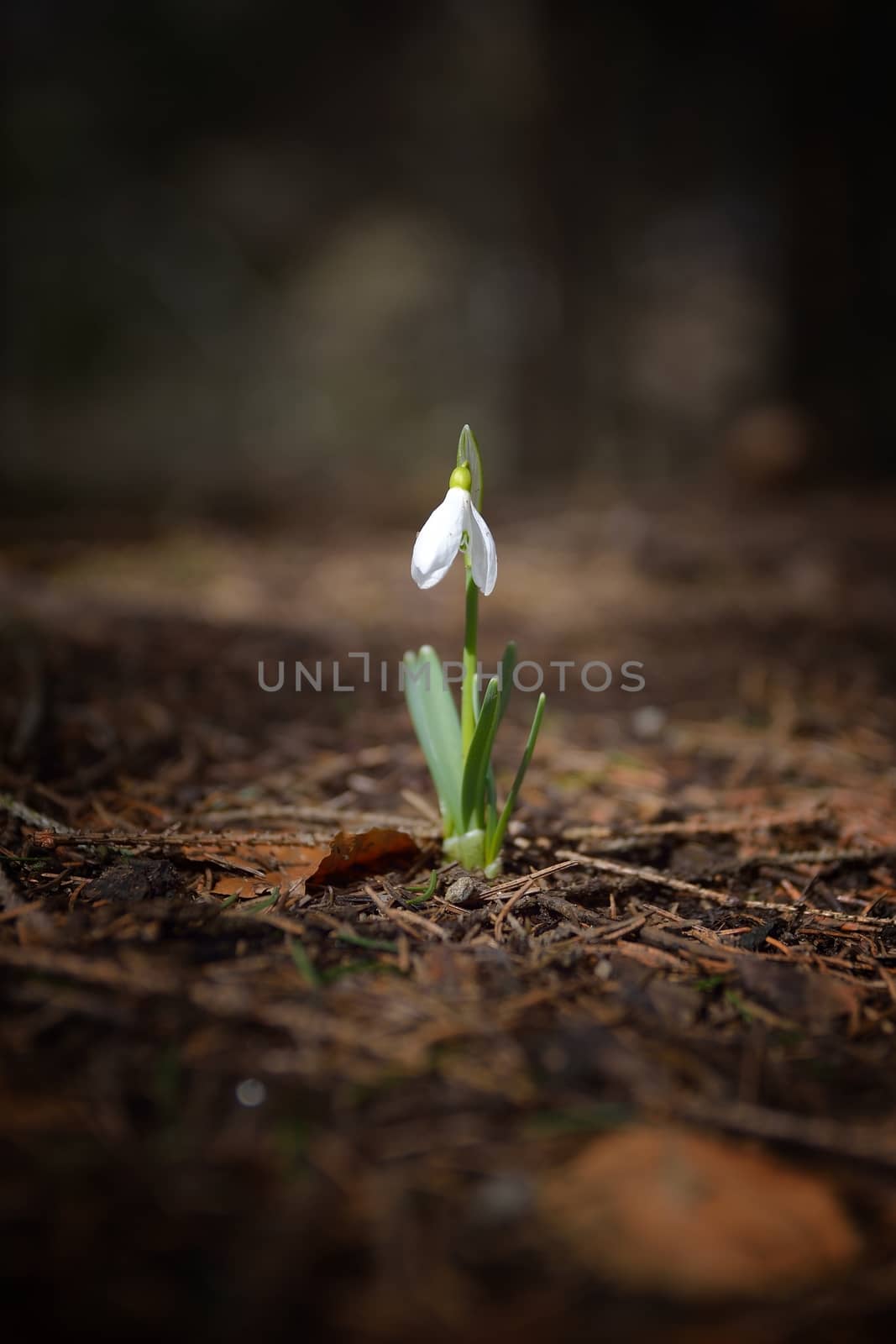 Single Snowdrop in the wood 