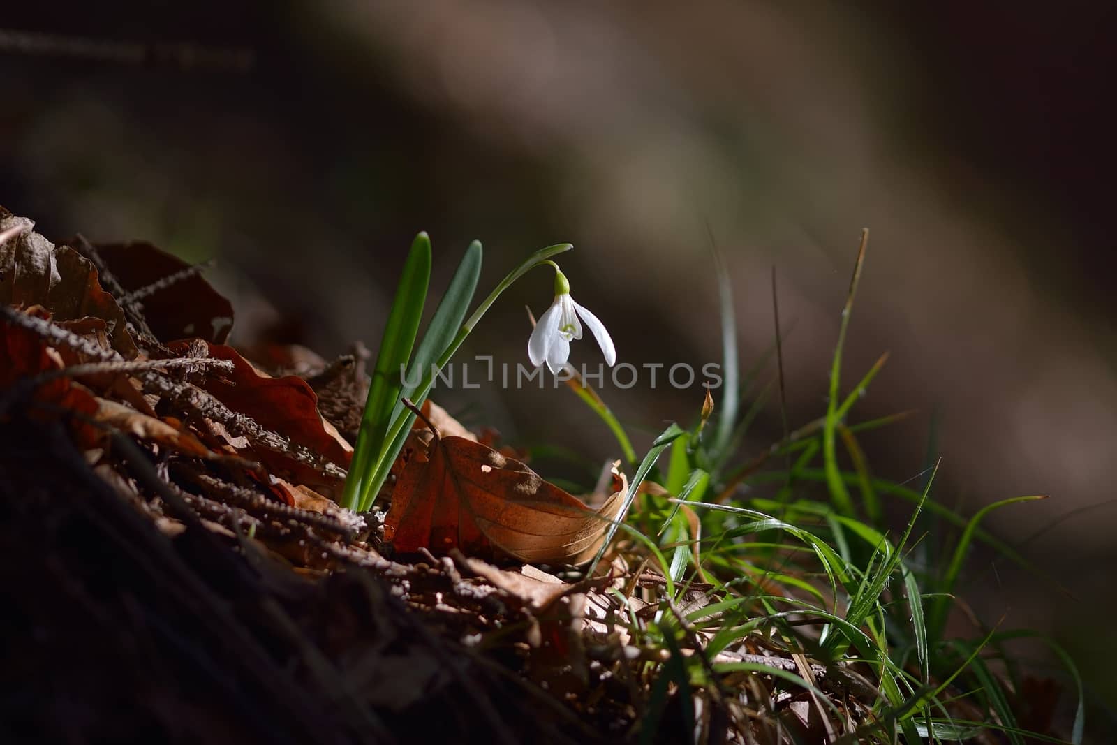 Single Snowdrop in the wood by comet