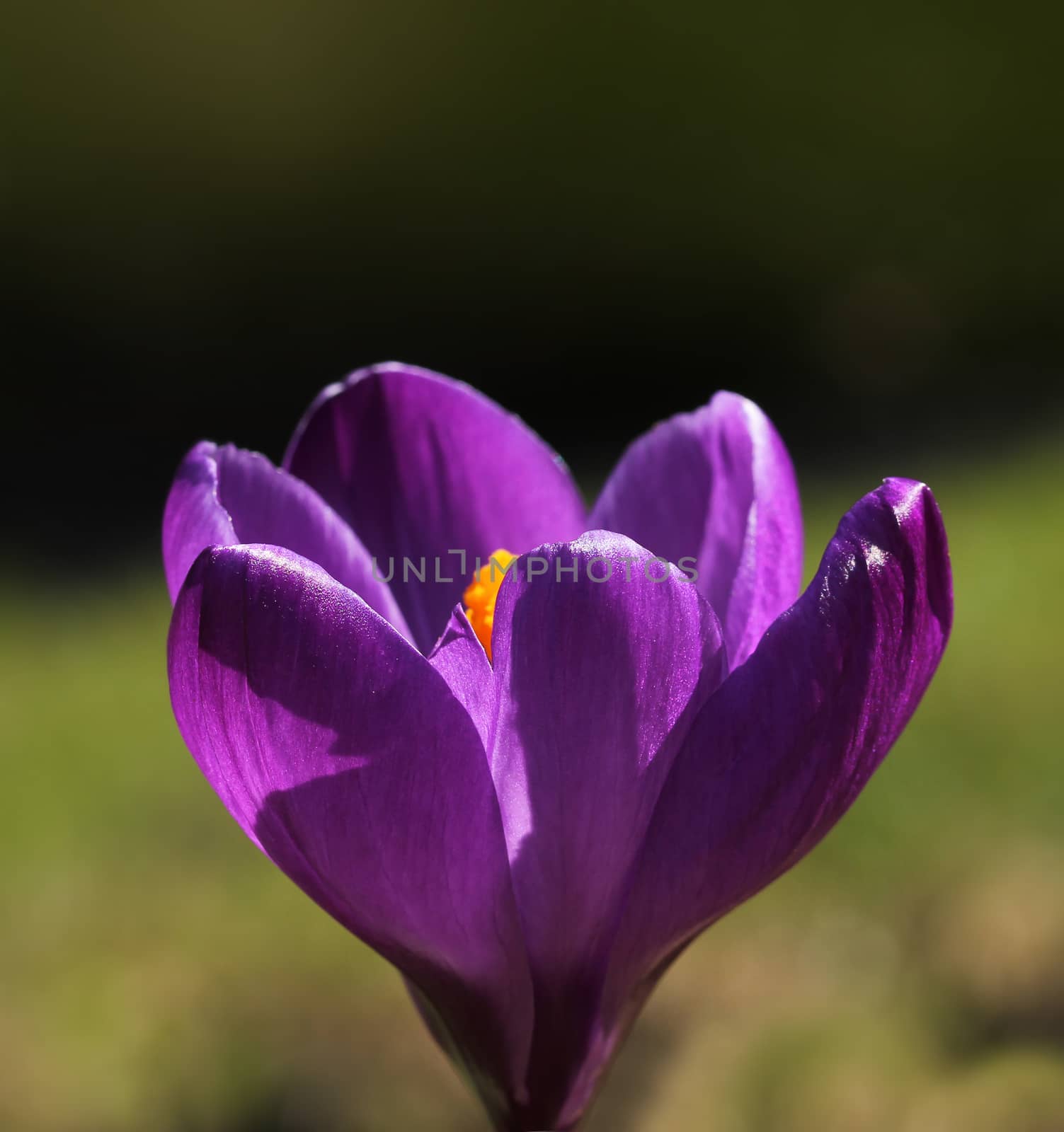 Purple spring crocus flower macro closeup by anterovium