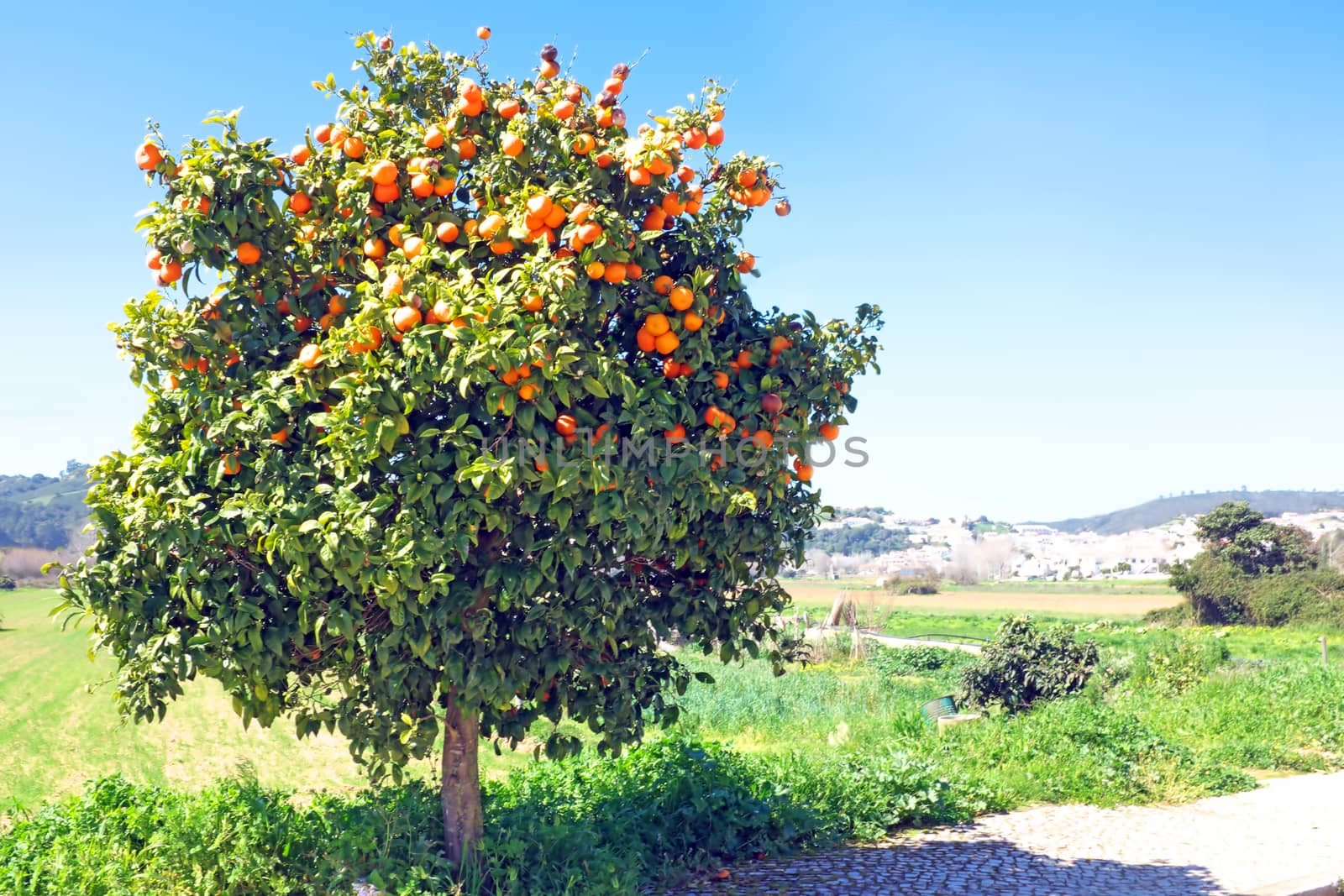 Tree full of oranges in spring time