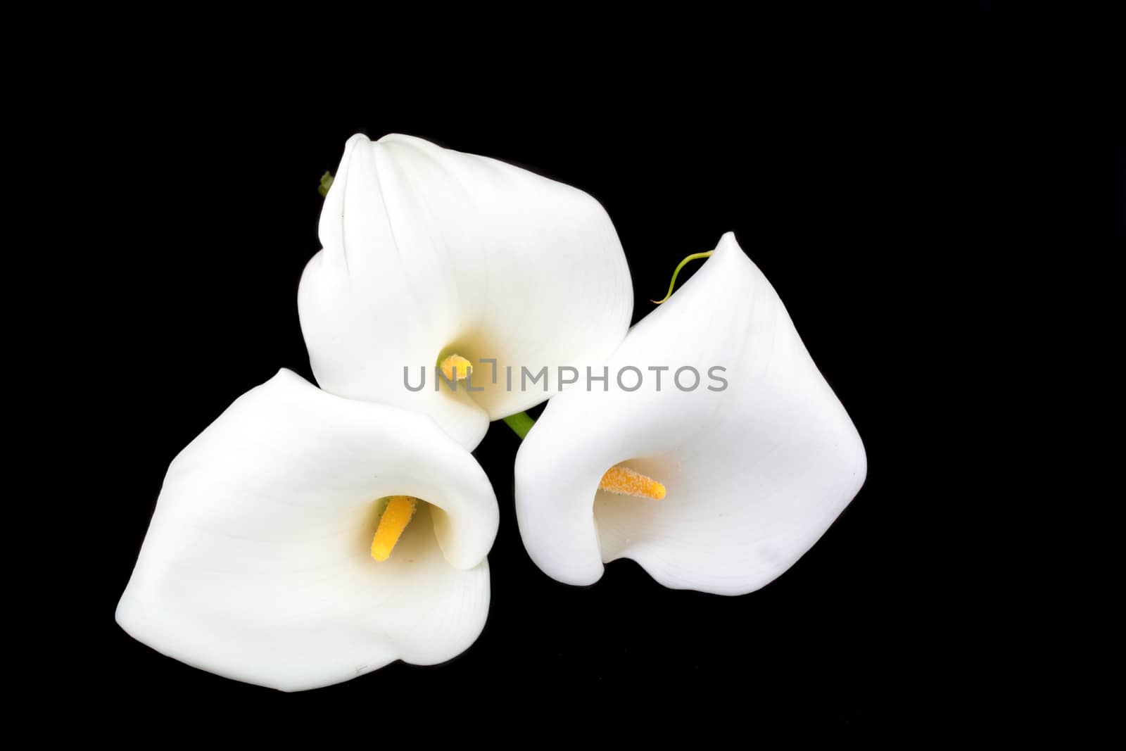 Calla lilies close-up on a black background