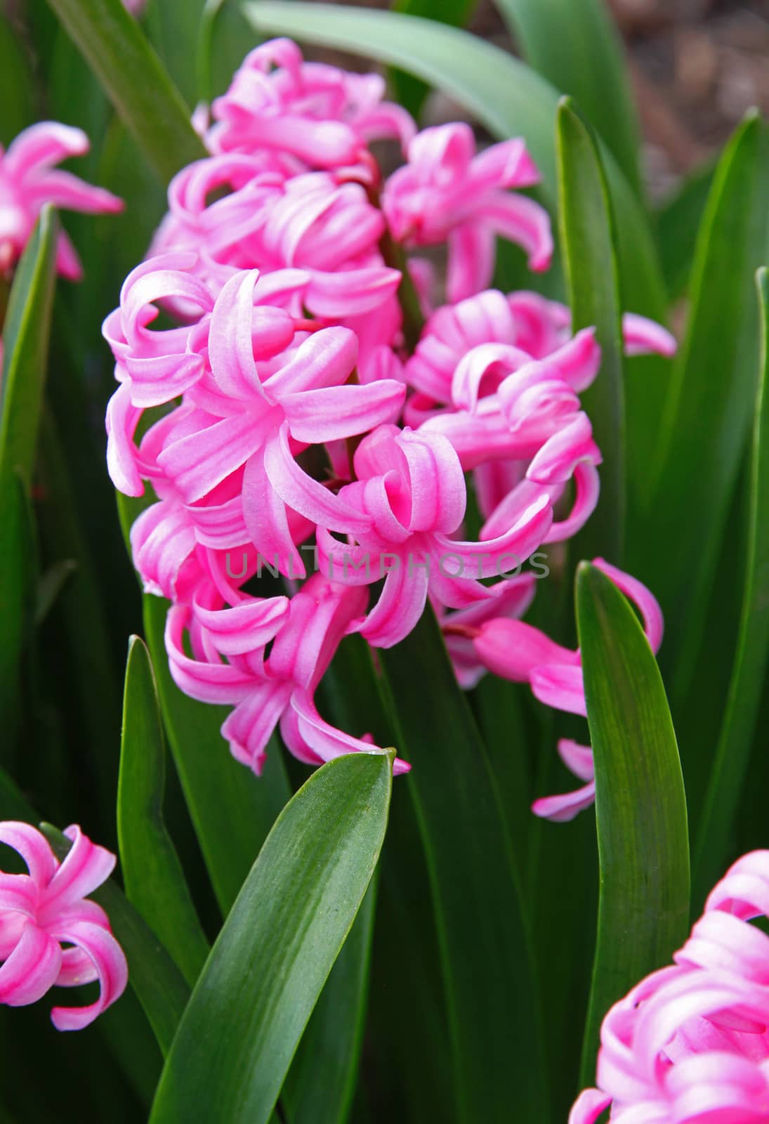 Pink hyacinths (hyacinthus) is one of the first beautiful spring flowers can use as background