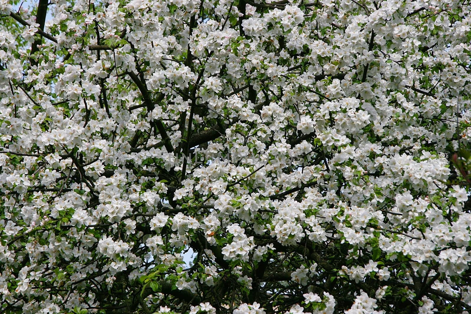 Background of spring blossoming cherry tree