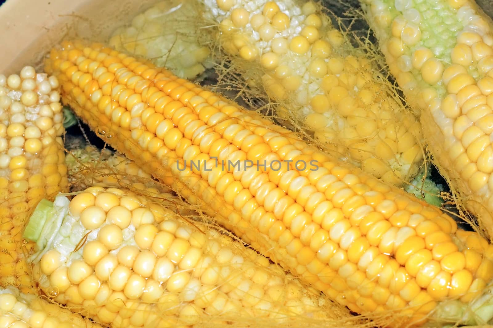 Cobs of corn cooking in water closeup      by Chiffanna