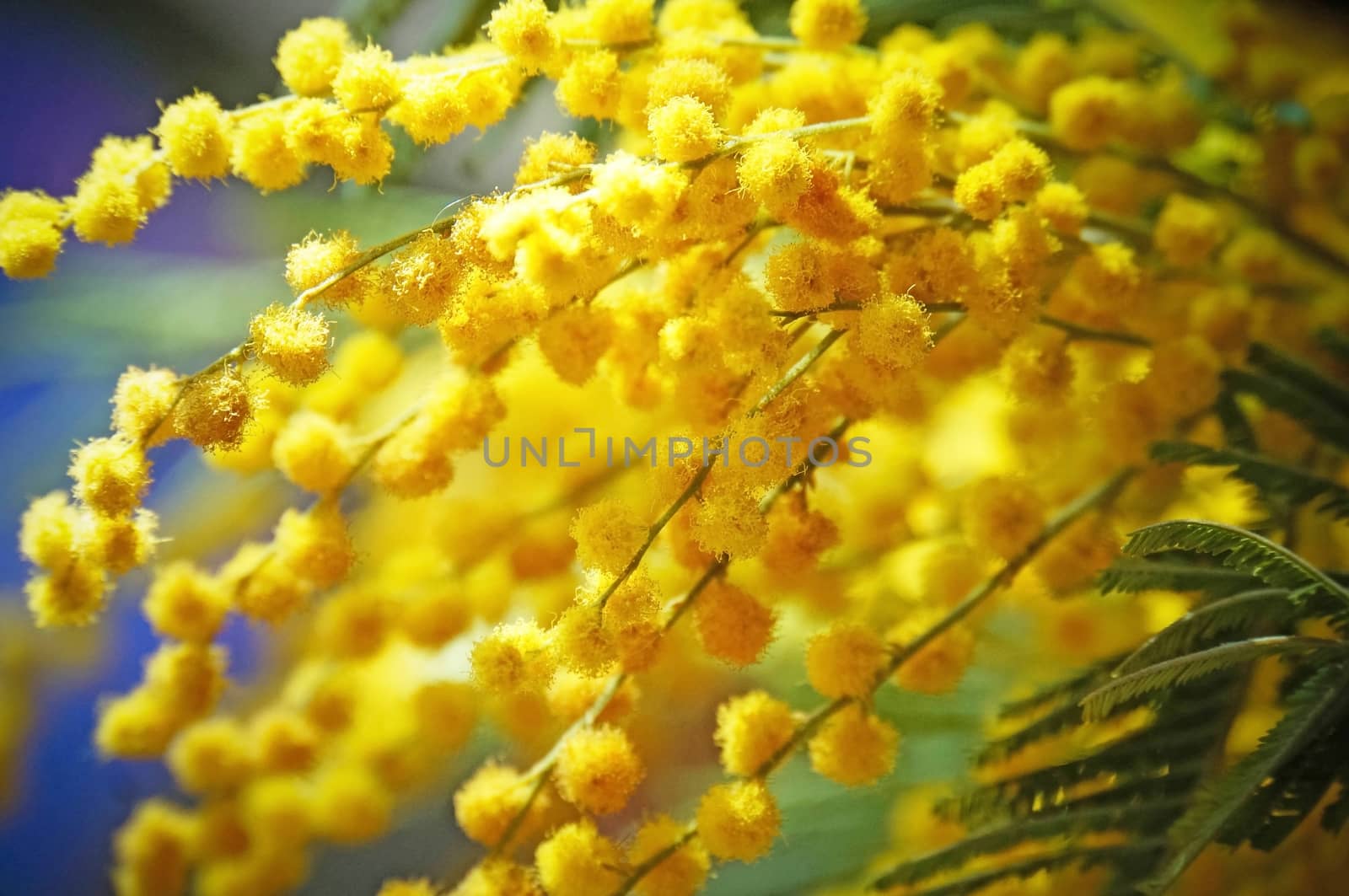 Yellow Mimosa closeup