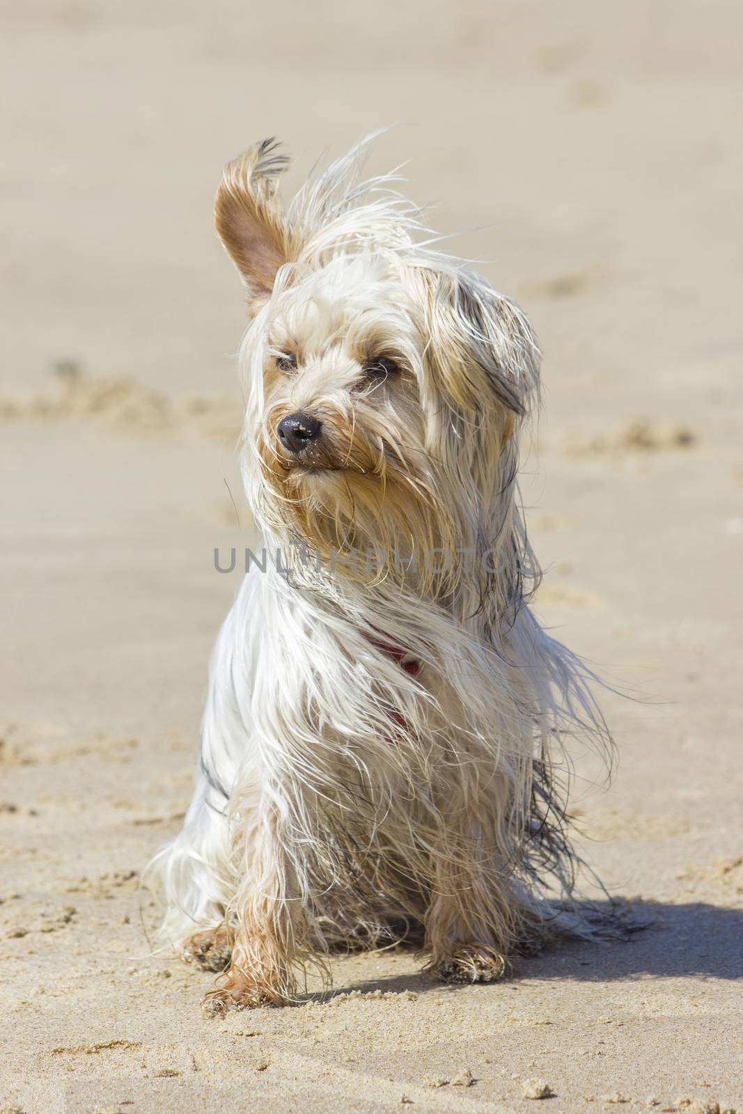 yorkshire terrier on the beach in windy day by miradrozdowski