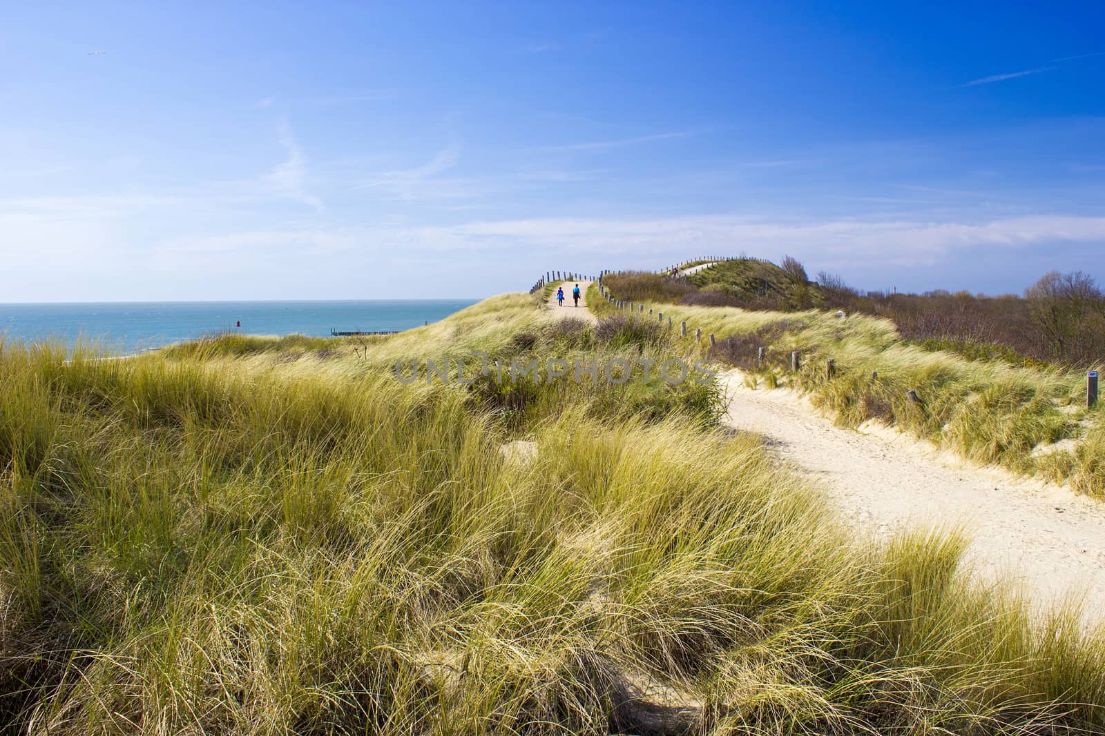 Path trough the dunes, Zoutelande, the Netherlands by miradrozdowski