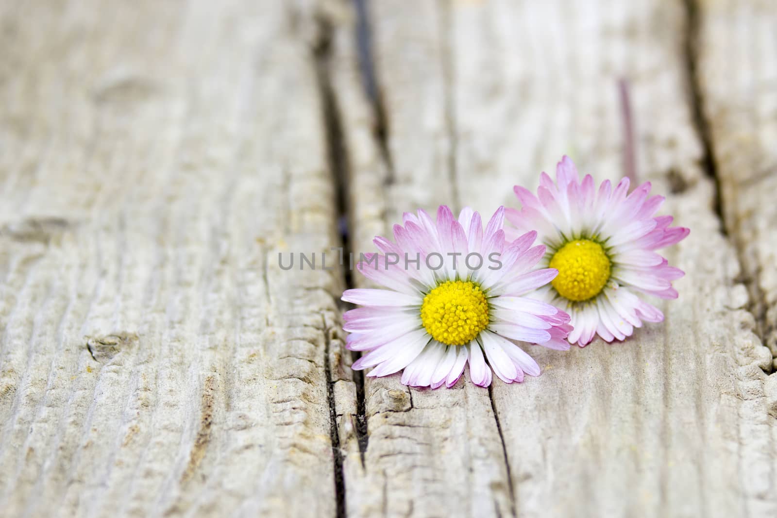two daisies on wooden background  by miradrozdowski
