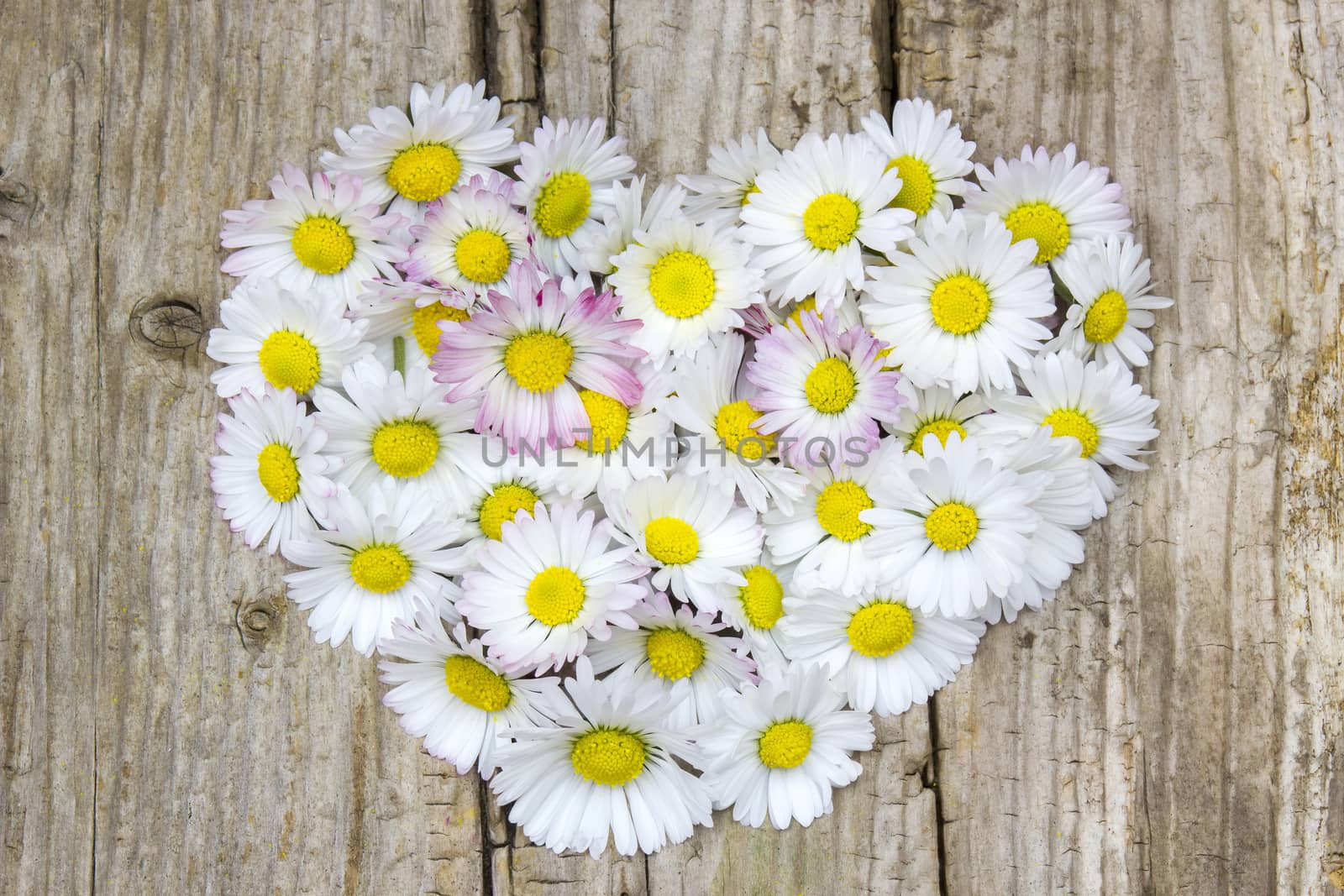 daisy flowers in heart shape on wooden background by miradrozdowski