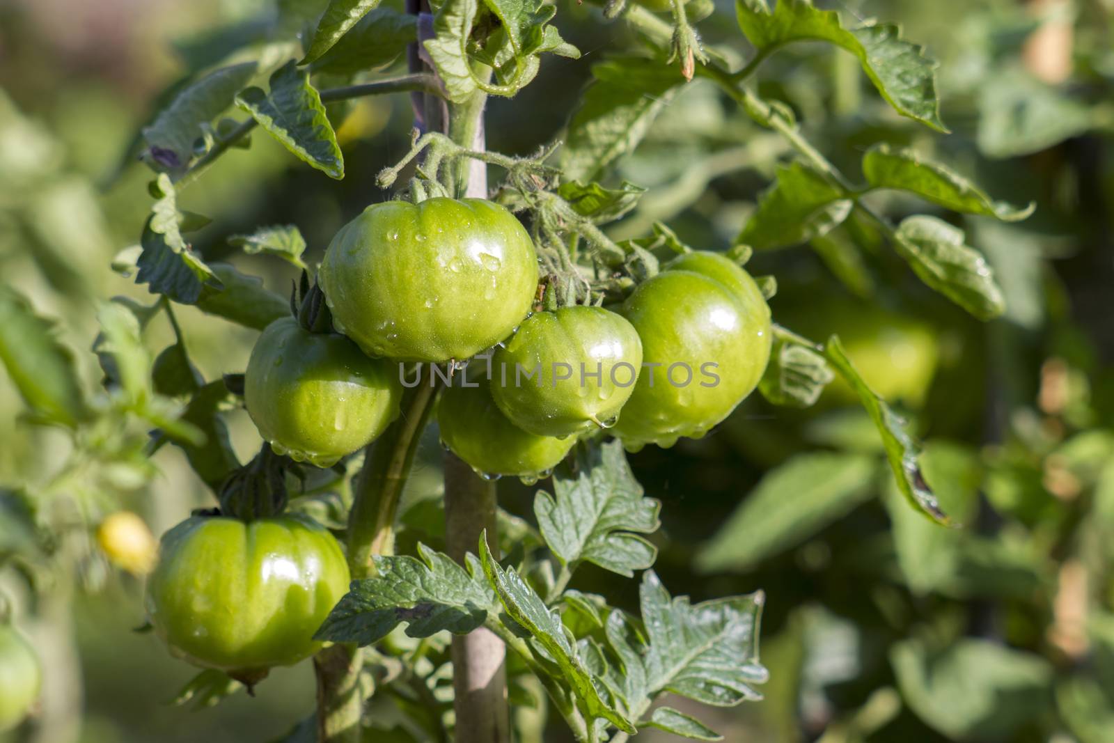 Green Tomatoes in a garden by miradrozdowski