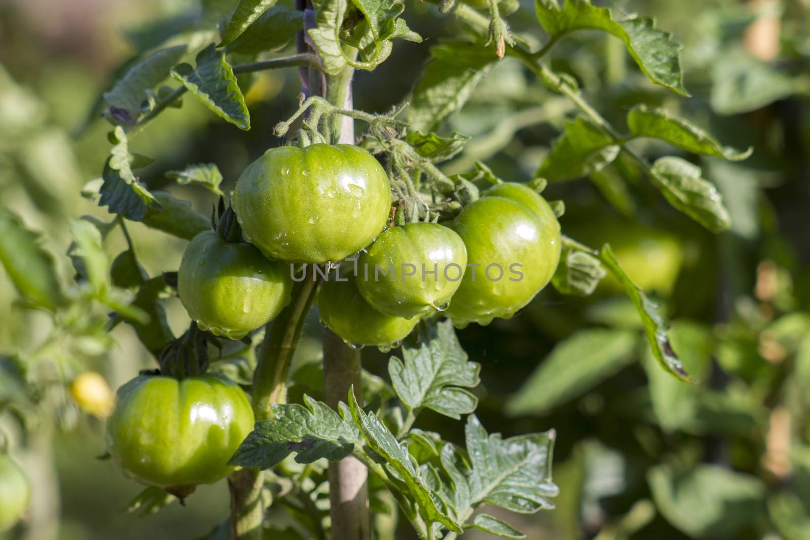 Green Tomatoes in a garden