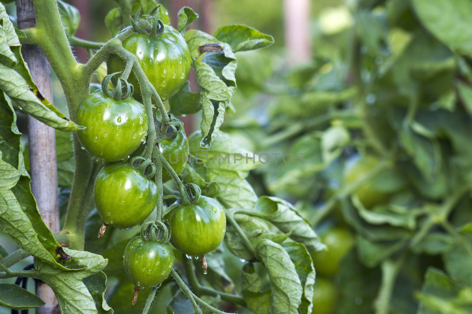 Green Tomatoes in a garden