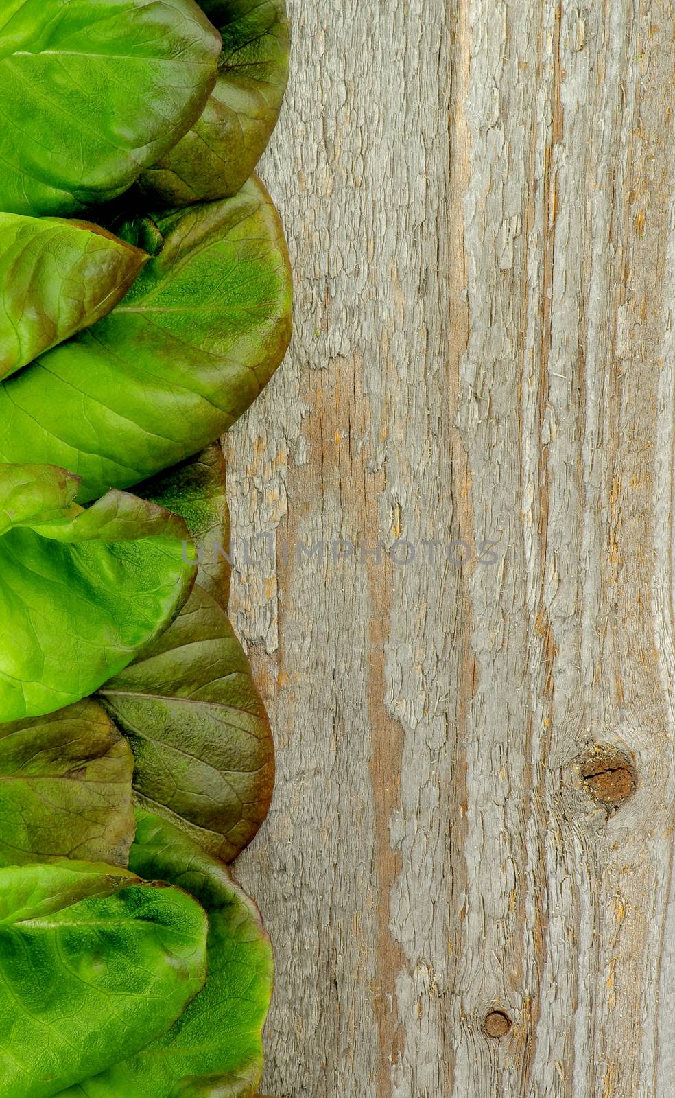 Butterhead Lettuce by zhekos