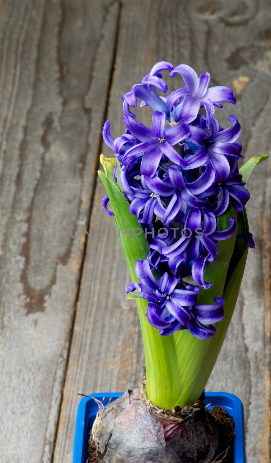 Beauty Purple Hyacinth with Leafs and Bulbs in Square Flower Pot on Rustic Wooden background