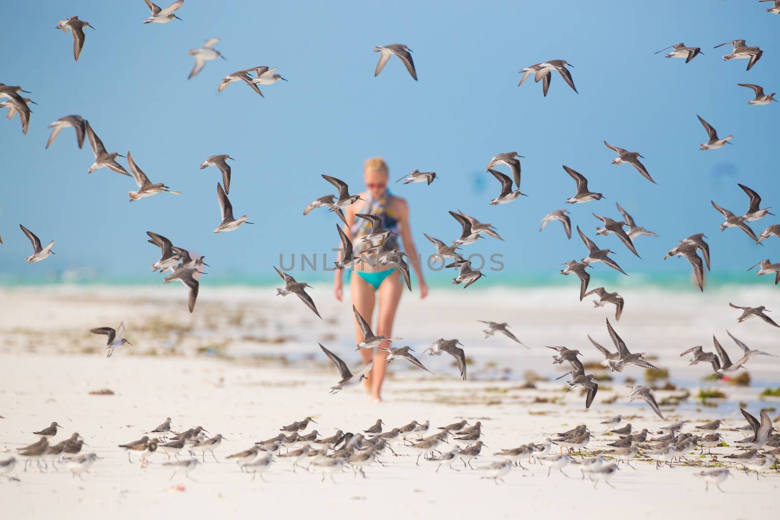 Flock of birds on the beach. by kasto