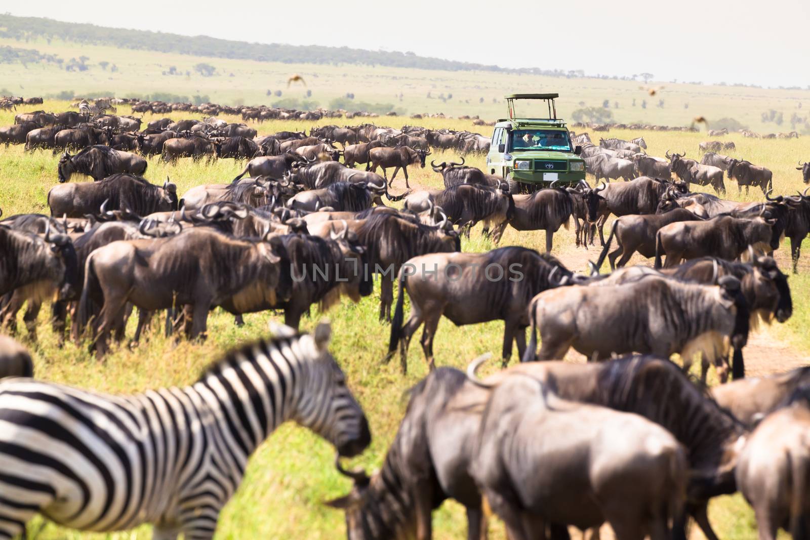 Big heards of wilderbeests and zebras in Serengeti national park, Tanzania. Green open roof 4x4  safari jeeps on african wildlife safari. 